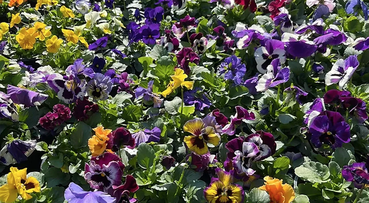 The Living Earth wellness and nature connection